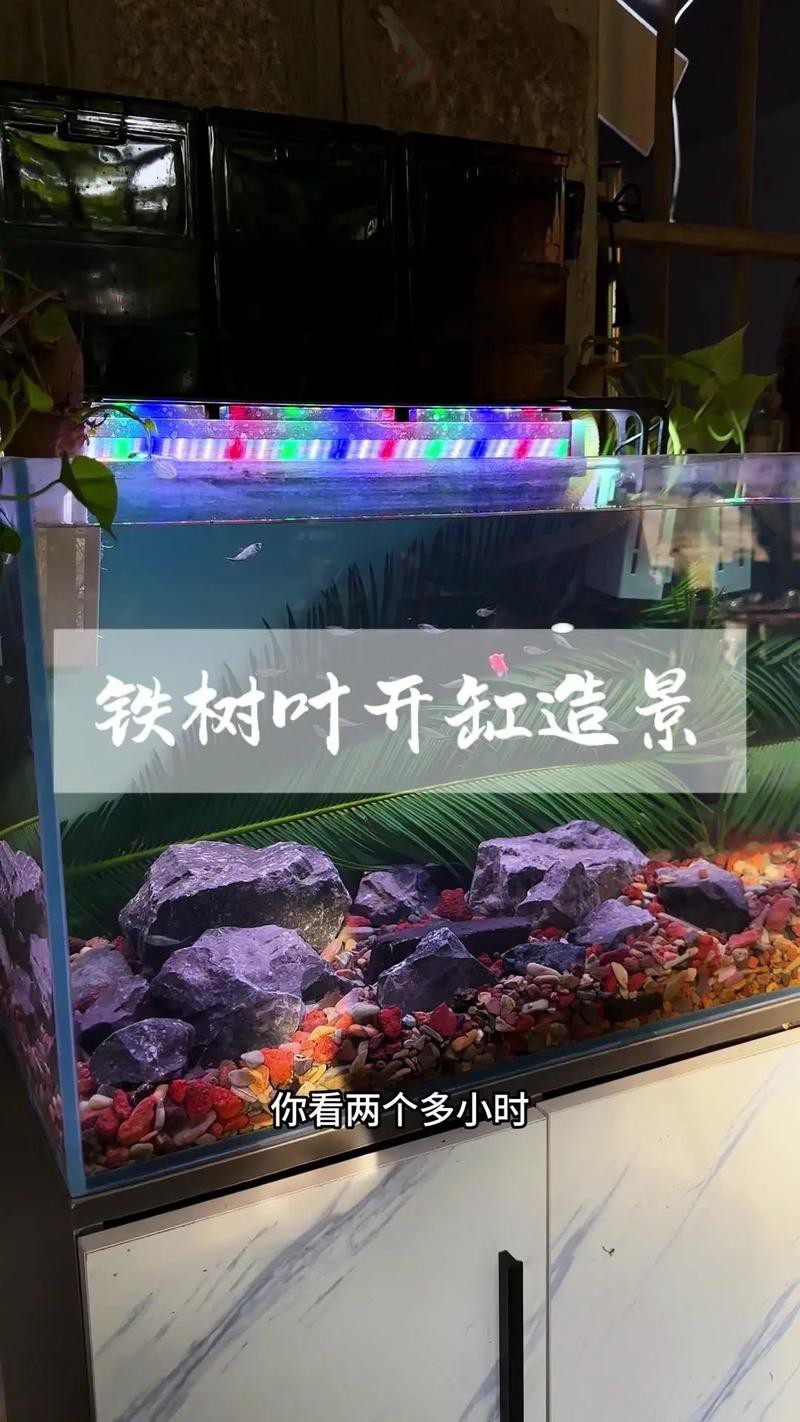 熱帶魚龍魚配缸搭配圖片