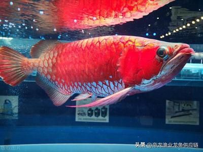 龍魚(yú)利潤(rùn)大么：龍魚(yú)養(yǎng)殖利潤(rùn)受多種因素影響龍魚(yú)養(yǎng)殖成本控制技巧