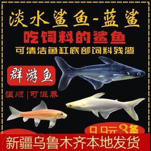和龍魚混養(yǎng)的群游魚好嗎：和龍魚混養(yǎng)的群游魚好嗎和龍魚混養(yǎng)的群游魚好嗎