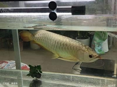 南京金龍魚（南京金龍魚可能指的是與金龍魚品牌的不同業務實體）
