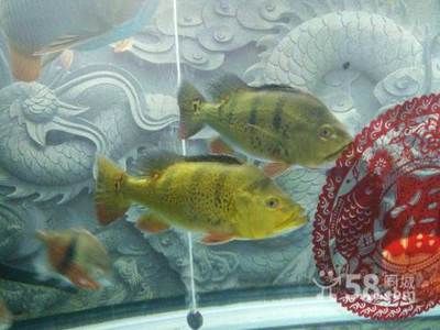 南京金龍魚（南京金龍魚可能指的是與金龍魚品牌的不同業(yè)務實體）