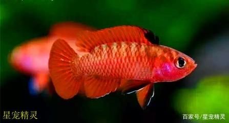 龍魚(yú)怎么發(fā)色快一點(diǎn)呢：如何幫助龍魚(yú)快速發(fā)色