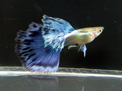 藍龍魚和金龍魚哪個好養：藍龍魚和金龍魚哪個好養，