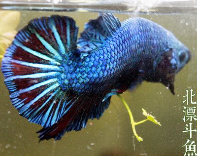 藍龍魚和金龍魚哪個好養：藍龍魚和金龍魚哪個好養，