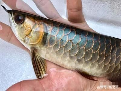金龍魚吃的小魚叫什么：金龍魚吃的小魚叫什么叫什么金龍魚吃的小魚叫什么