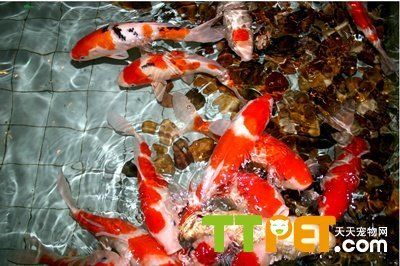 如何辨別錦鯉魚的健康狀況，如何判斷錦鯉魚的健康狀況