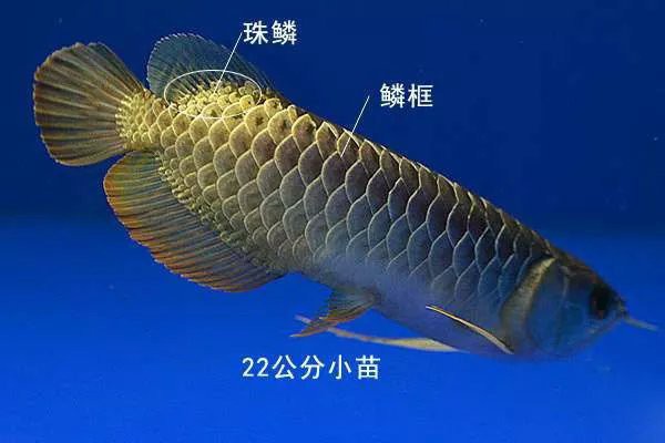 如何根據金龍魚血統選擇背景？