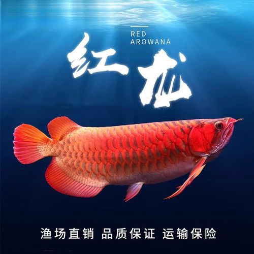 金龍魚區別圖