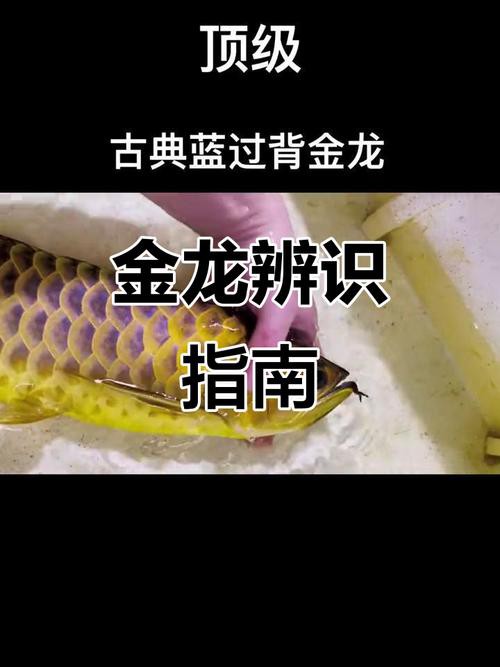 金龍魚區別圖