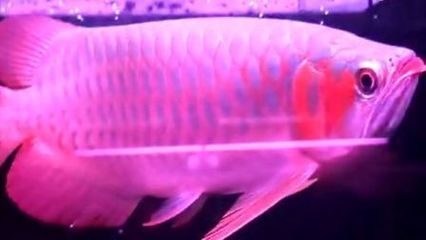 巴婁紅龍：巴婁紅龍在飼養過程中需要注意以下以下幾點