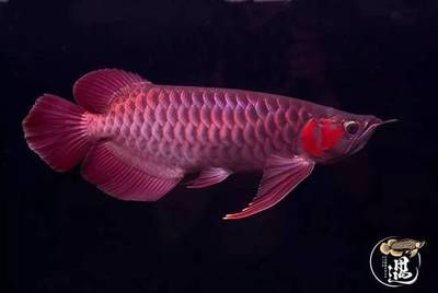 龍魚身上一層氣泡(龍魚身上出現(xiàn)氣泡可能是由多種原因引起的) 龍魚百科 第5張 龍魚身上一層氣泡(龍魚身上出現(xiàn)氣泡可能是由多種原因引起的) 龍魚身上一層氣泡(龍魚身上出現(xiàn)氣泡可能是由多種原因引起的) 龍魚百科 第5張