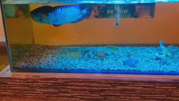 龍魚(yú)麻藥后多久能好起來(lái)，龍魚(yú)在使用麻藥后恢復(fù)時(shí)間大致在幾小時(shí)到一天之間會(huì)受到多種影響 龍魚(yú)麻藥后多久能好起來(lái)，龍魚(yú)在使用麻藥后恢復(fù)時(shí)間大致在幾小時(shí)到一天之間會(huì)受到多種影響 龍魚(yú)百科 第2張