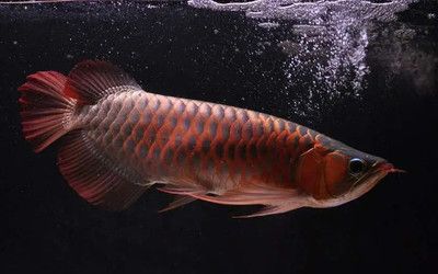 龍魚浮背漏水面呼吸的原因及解決方法（龍魚浮背并漏水面呼吸可能是由多種因素引起的） 龍魚浮背漏水面呼吸的原因及解決方法（龍魚浮背并漏水面呼吸可能是由多種因素引起的） 龍魚百科 第1張