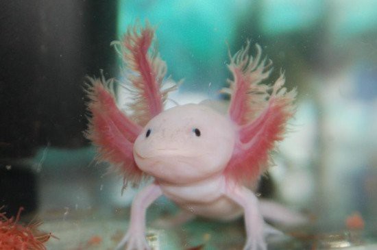 六角恐龍魚認(rèn)主人嗎它對剛領(lǐng)養(yǎng)者充滿敵意