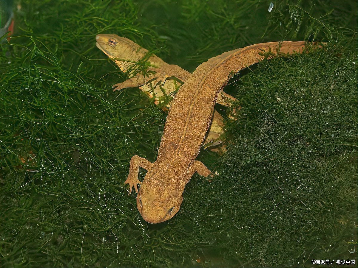 六角恐龍魚認(rèn)主人嗎它對剛領(lǐng)養(yǎng)者充滿敵意