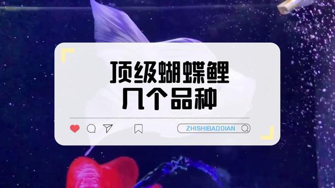 養(yǎng)龍魚還是蝴蝶鯉好