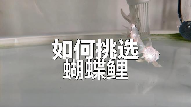 養(yǎng)龍魚還是蝴蝶鯉好