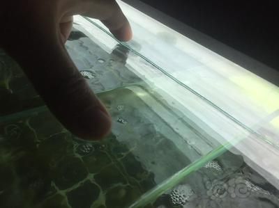 龍魚擦玻璃害怕【龍魚擦玻璃害怕怎么辦】