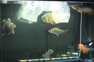 龍魚擦玻璃害怕【龍魚擦玻璃害怕怎么辦】