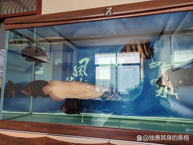 金龍魚為什么貴？