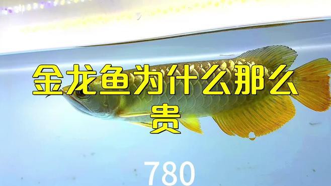 金龍魚為什么貴？