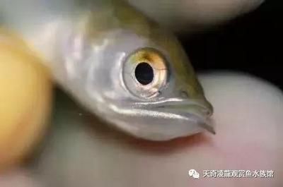 龍魚的生長速度分析（龍魚的生長速度受到哪些因素的影響？）