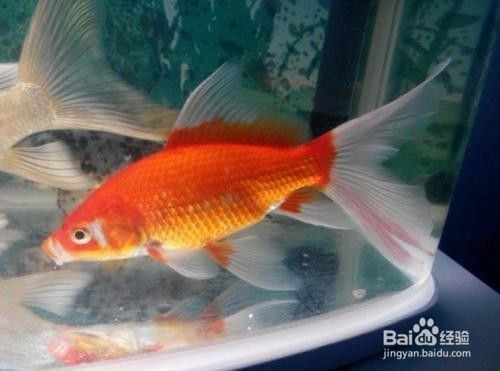 龍魚尾巴有血絲怎么回事兒：龍魚尾巴出現紅血絲可能是由多種原因引起的，如何處理