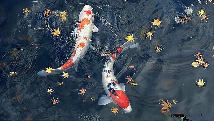 錦鯉純白的好嗎