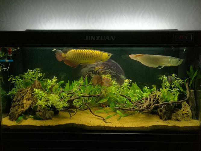 金龍魚缸造景圖片大全大圖