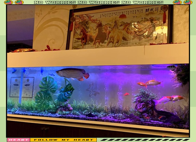 金龍魚缸造景圖片大全大圖