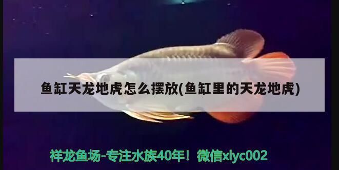 金龍魚搭配什么魚好看：與金龍魚搭配既好看又和諧的魚類 金龍魚搭配什么魚好看：與金龍魚搭配既好看又和諧的魚類 龍魚百科 第3張