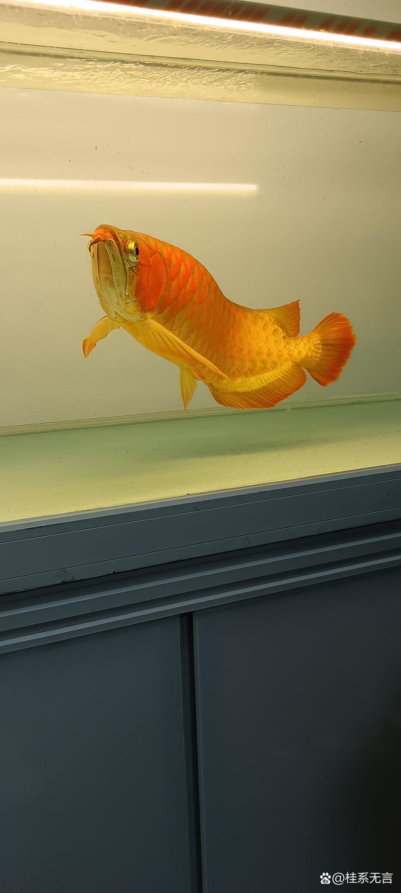 能推薦一些高清寫實風格的龍魚壁紙嗎？