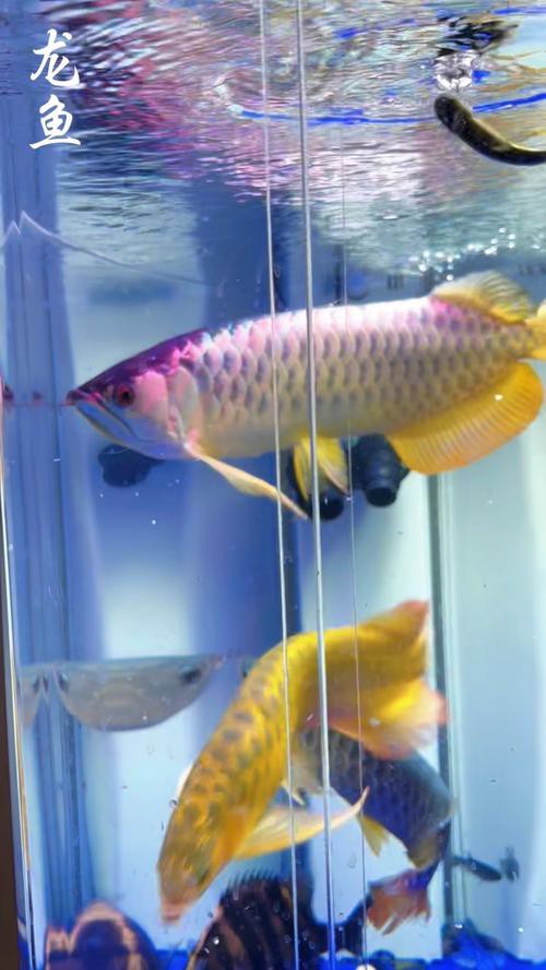 能推薦一些高清寫實風格的龍魚壁紙嗎？