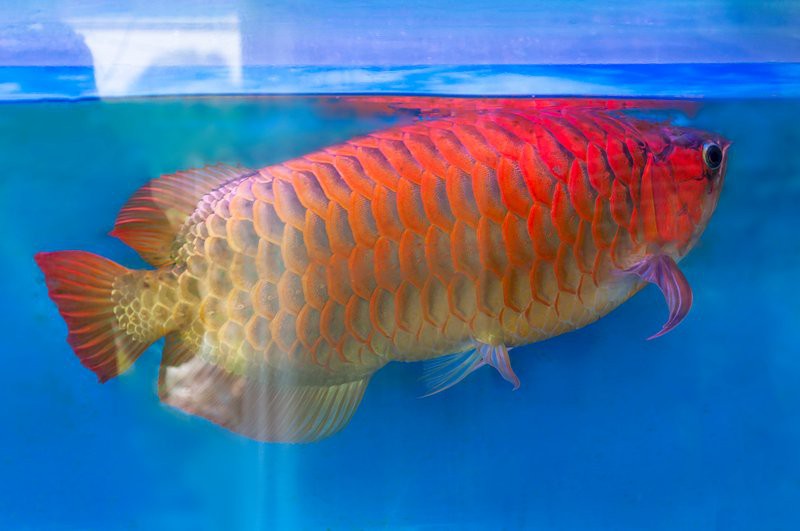 能推薦一些高清寫實風格的龍魚壁紙嗎？