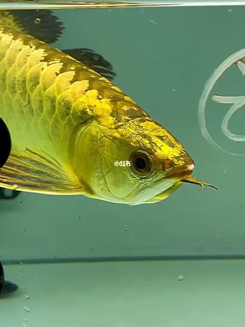 能推薦一些高清寫實風格的龍魚壁紙嗎？