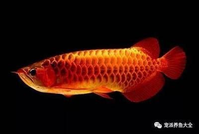 龍魚的飼養要點：飼養龍魚的注意事項