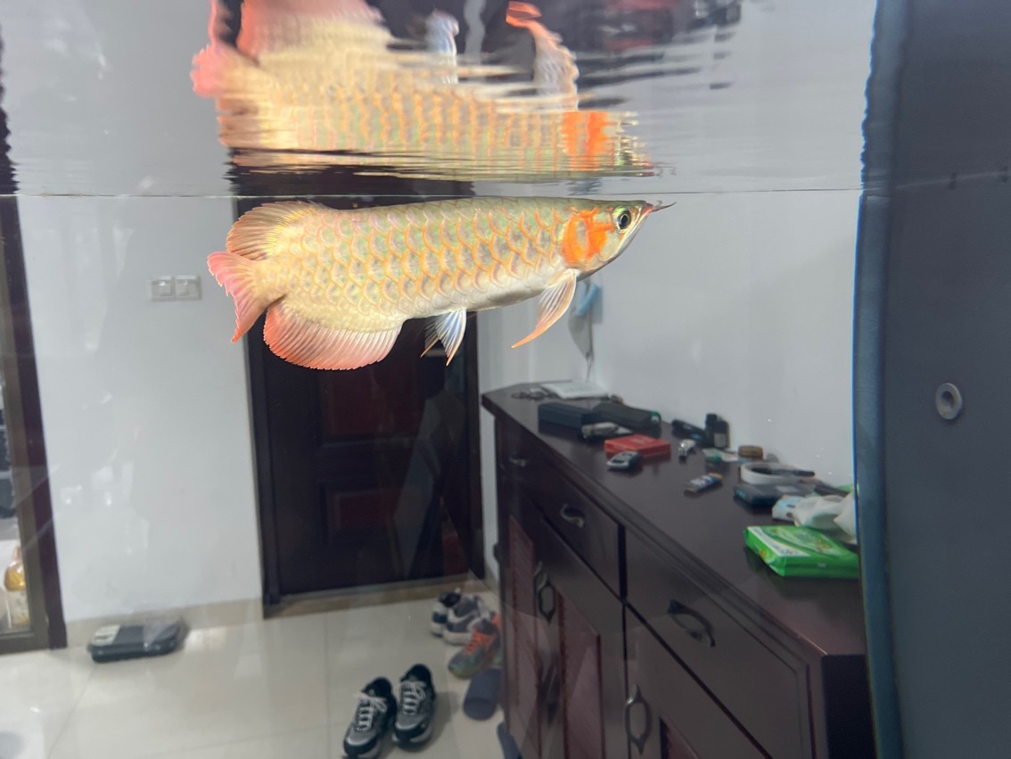 缸第二天開口，魚只狀態初顯，投喂時機與 缸第二天開口，魚只狀態初顯，投喂時機與 龍魚論壇 第3張