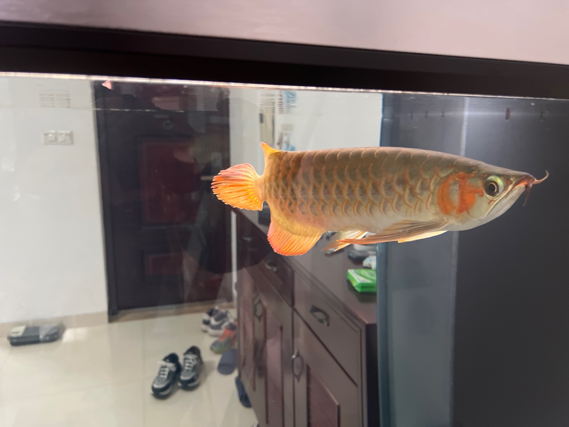 缸第二天開口，魚只狀態初顯，投喂時機與 缸第二天開口，魚只狀態初顯，投喂時機與 龍魚論壇 第1張