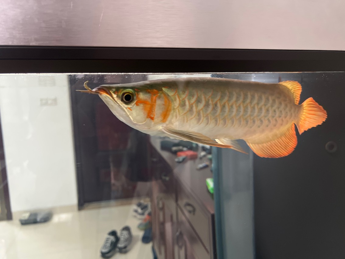 缸第二天開口，魚只狀態初顯，投喂時機與 缸第二天開口，魚只狀態初顯，投喂時機與 龍魚論壇 第2張