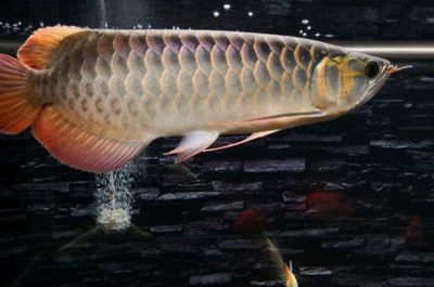 龍魚(yú)死了有什么預(yù)兆和癥狀：龍魚(yú)死亡有什么預(yù)兆和癥狀