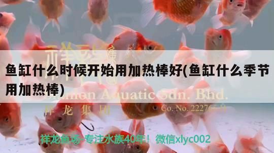 龍魚幾月份開始加溫：關于龍魚何時開始加溫的詳細信息：龍魚何時開始加溫
