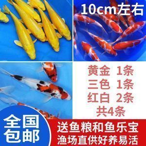 龍魚缸上過濾網好嗎：龍魚缸上過濾網是一種有效的過濾設備龍魚缸上過濾網對比