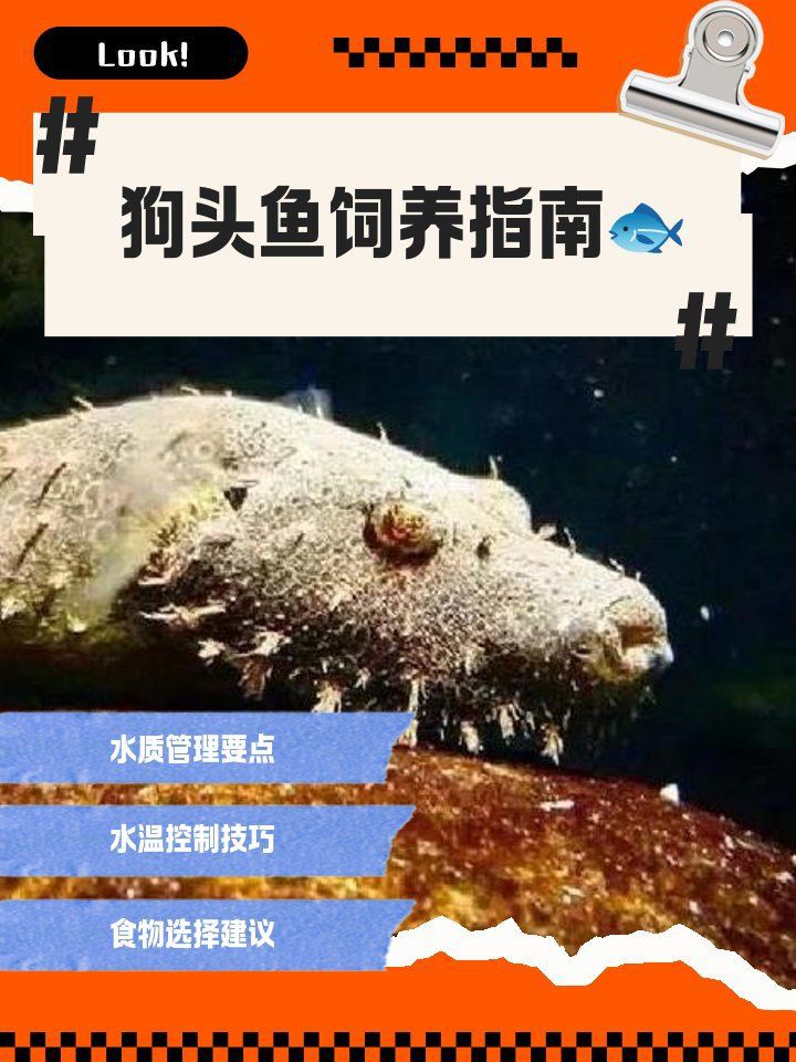 金錢(qián)狗頭魚(yú)為什么是臟魚(yú)
