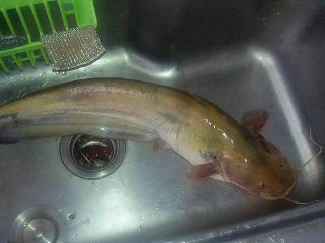 金錢(qián)狗頭魚(yú)為什么是臟魚(yú)