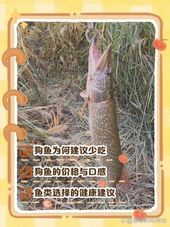 金錢(qián)狗頭魚(yú)為什么是臟魚(yú)