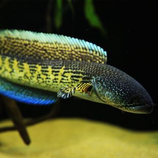 雷龍魚一般能活多久壽命，雷龍魚的壽命受到多種因素影響雷龍魚的壽命受到多種因素影響