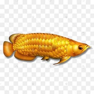金龍魚卡通圖片
