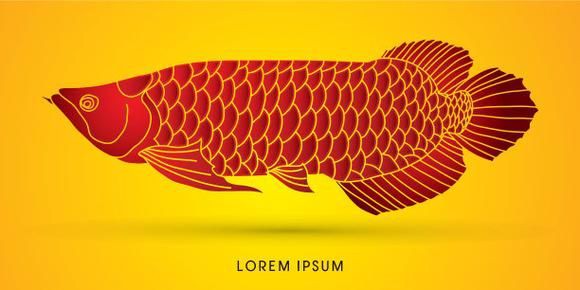 金龍魚卡通圖片