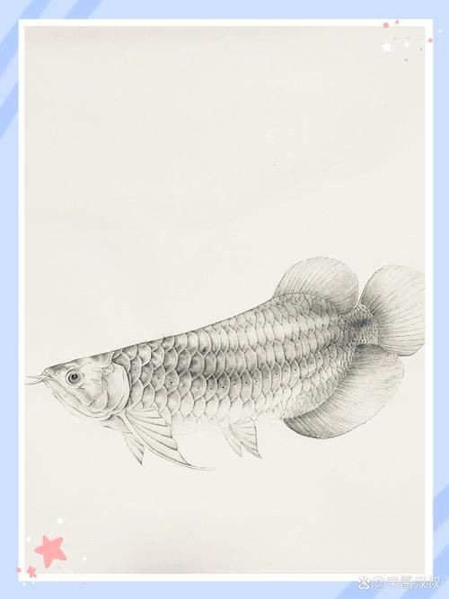 金龍魚卡通圖片