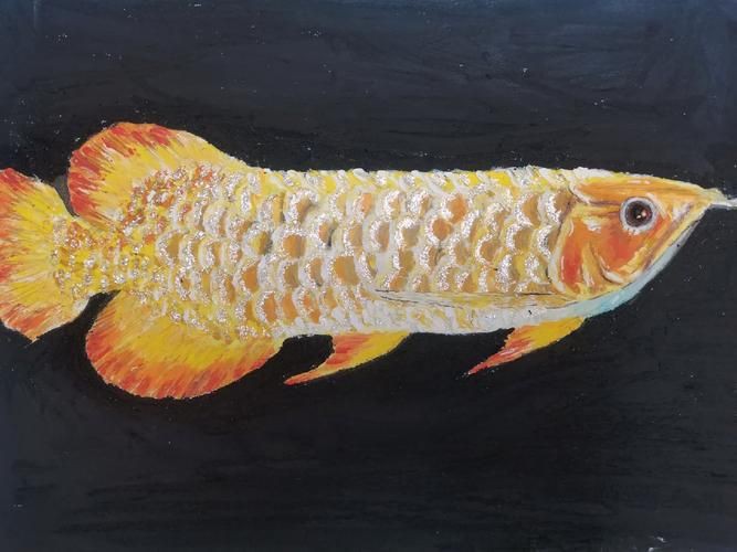 金龍魚卡通圖片